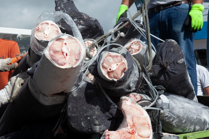 Azores_C_Gstoettner-562