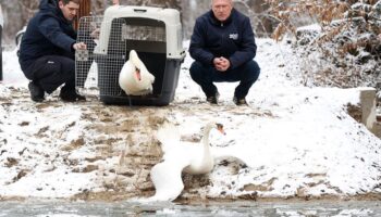 Par labudova iz Sesvetske Selnice dobio novi dom u parku Maksimiru