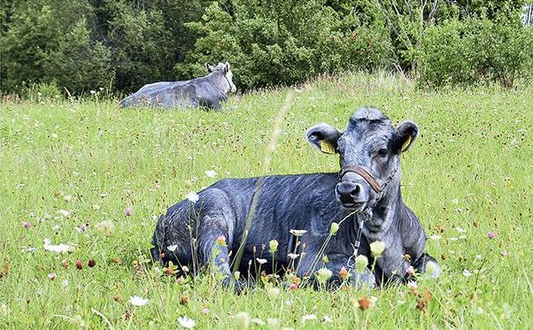 Latvijske plave krave spašene od izumiranja: ‘Sovjetska era skoro im je presudila’