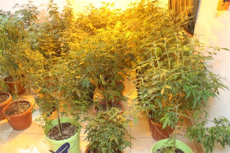 Koprivničko-križevačka policija pronašla improvizirani laboratorij za uzgoj marihuane