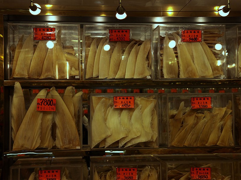 sharkfins_a-boedecker