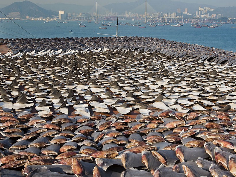 sharkfins_paul-hilton