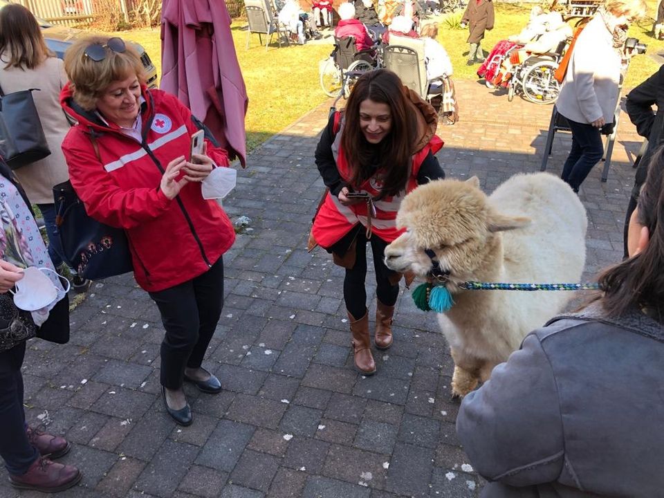alpake njemačka (2)
