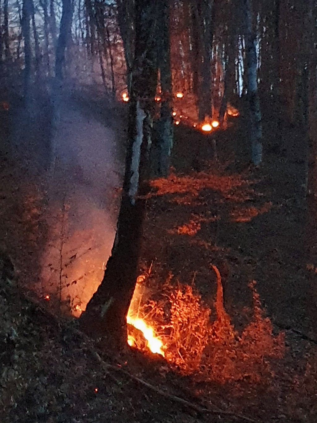 Hrvatske šume ulažu oko 16 milijuna eura u zaštitu šuma od požara