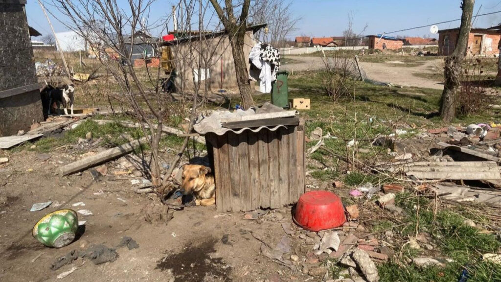 Nezbrinuti psi u međimurskim romskim naseljima i dalje veliki problem