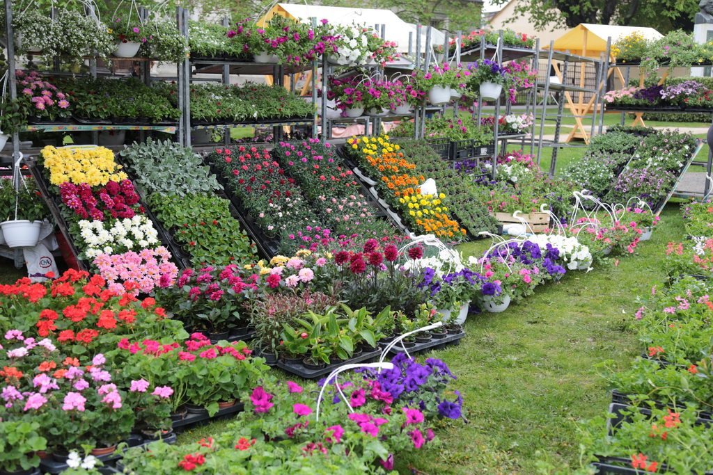 krizevci-u-cvijecu-14