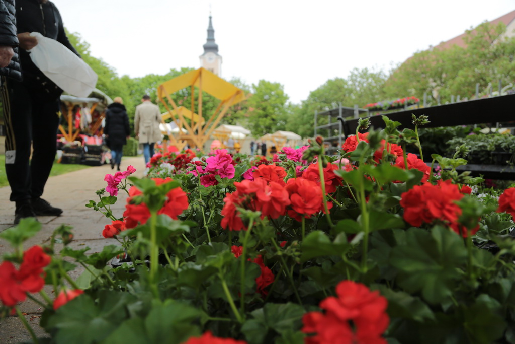 krizevci-u-cvijecu-17