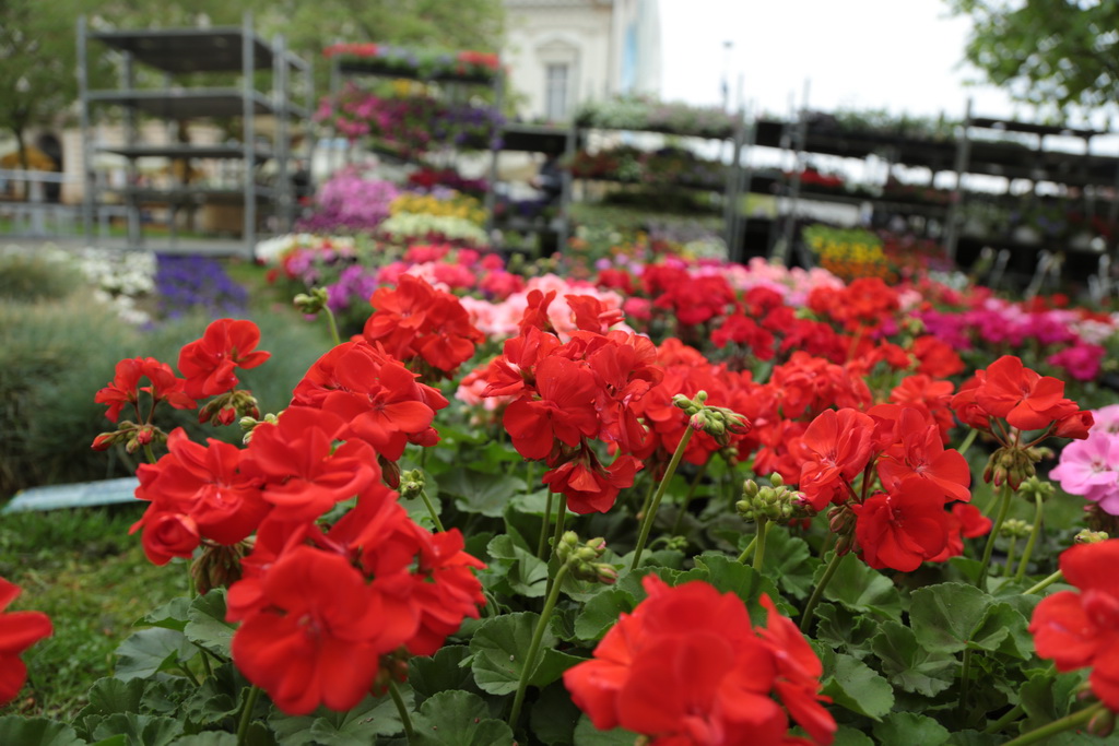 krizevci-u-cvijecu-28