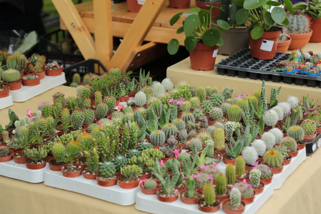 krizevci-u-cvijecu-32