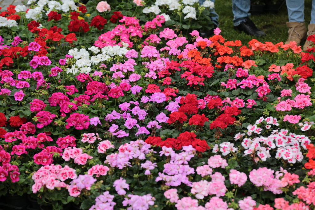 krizevci-u-cvijecu-34