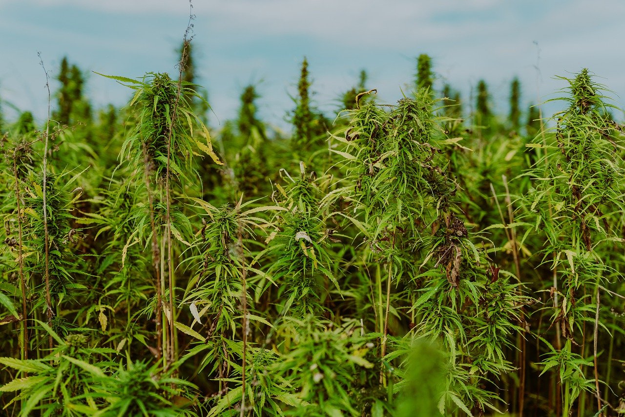 Osmorica pod Uskočkom istragom zbog uzgoja marihuane u Požeštini