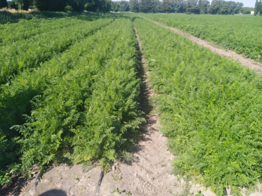 Terenska nastava studenta Visokog gospodarskog učilišta u Križevcima na PZ Vrana kod Biograda na Moru (2)