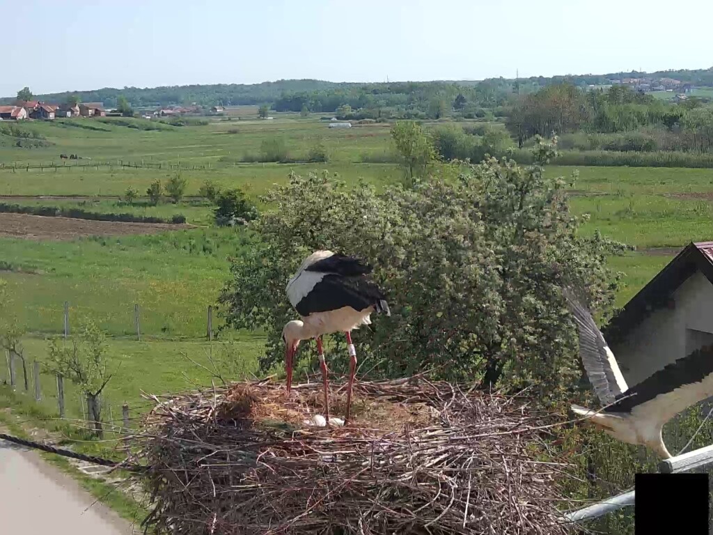 tAJANSTVENI ŽIVOT RODA (1) (Large)