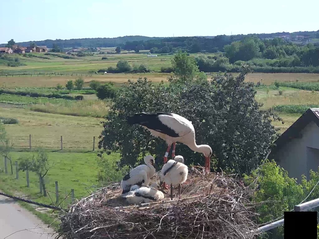 tAJANSTVENI ŽIVOT RODA (4) (Large)