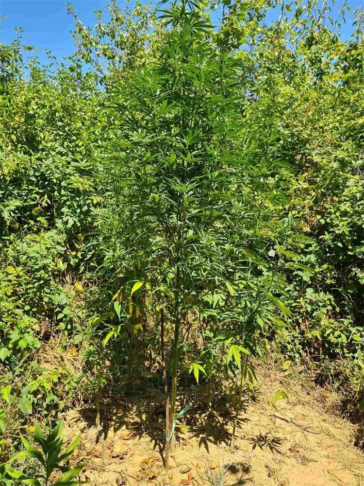 Stabljike konoplje KŽ (1)