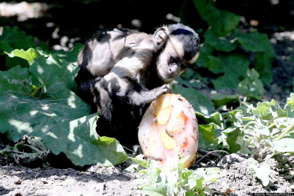 Životinje u zagrebačkom zoološkom vrtu dobile ledene poslastice