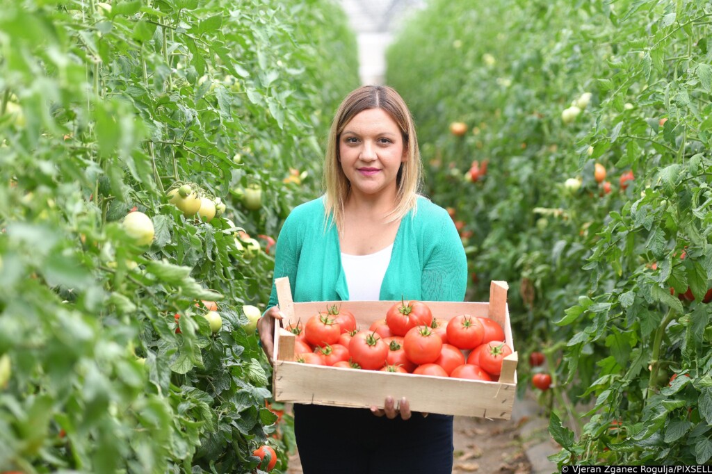 [VIDEO] Proizvode staru sortu rajčice koja zna biti teža od kilograma i pol