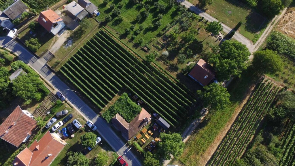 vinograd vilar5