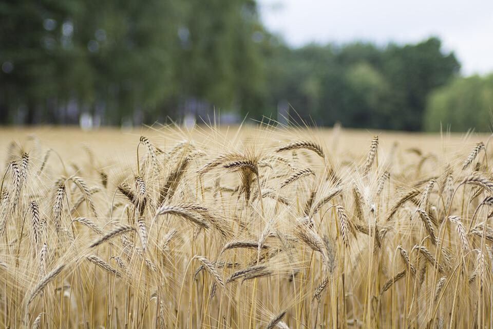 žito