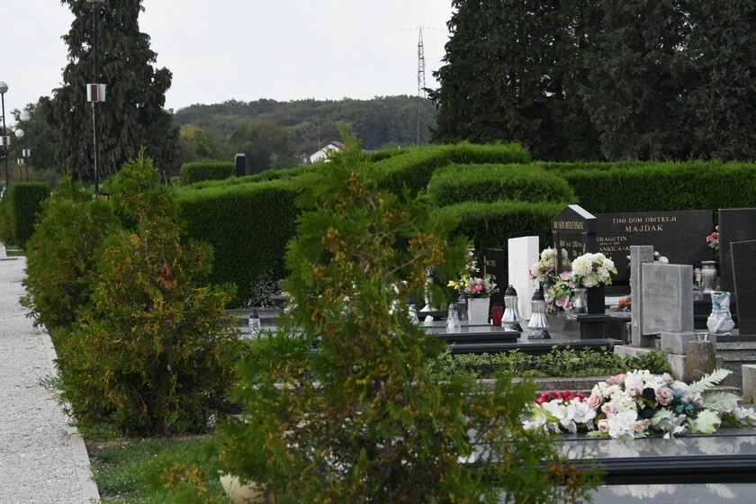 Na mjesnom groblju iščupao iz zemlje oko 80 sadnica ukrasne biljke, policija traga za počiniteljem