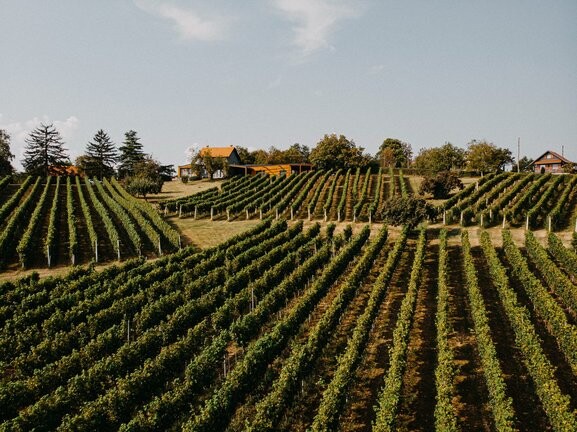 Via VINO: Rezervirajte petak i subotu za vinske ceste Zagrebačke županije