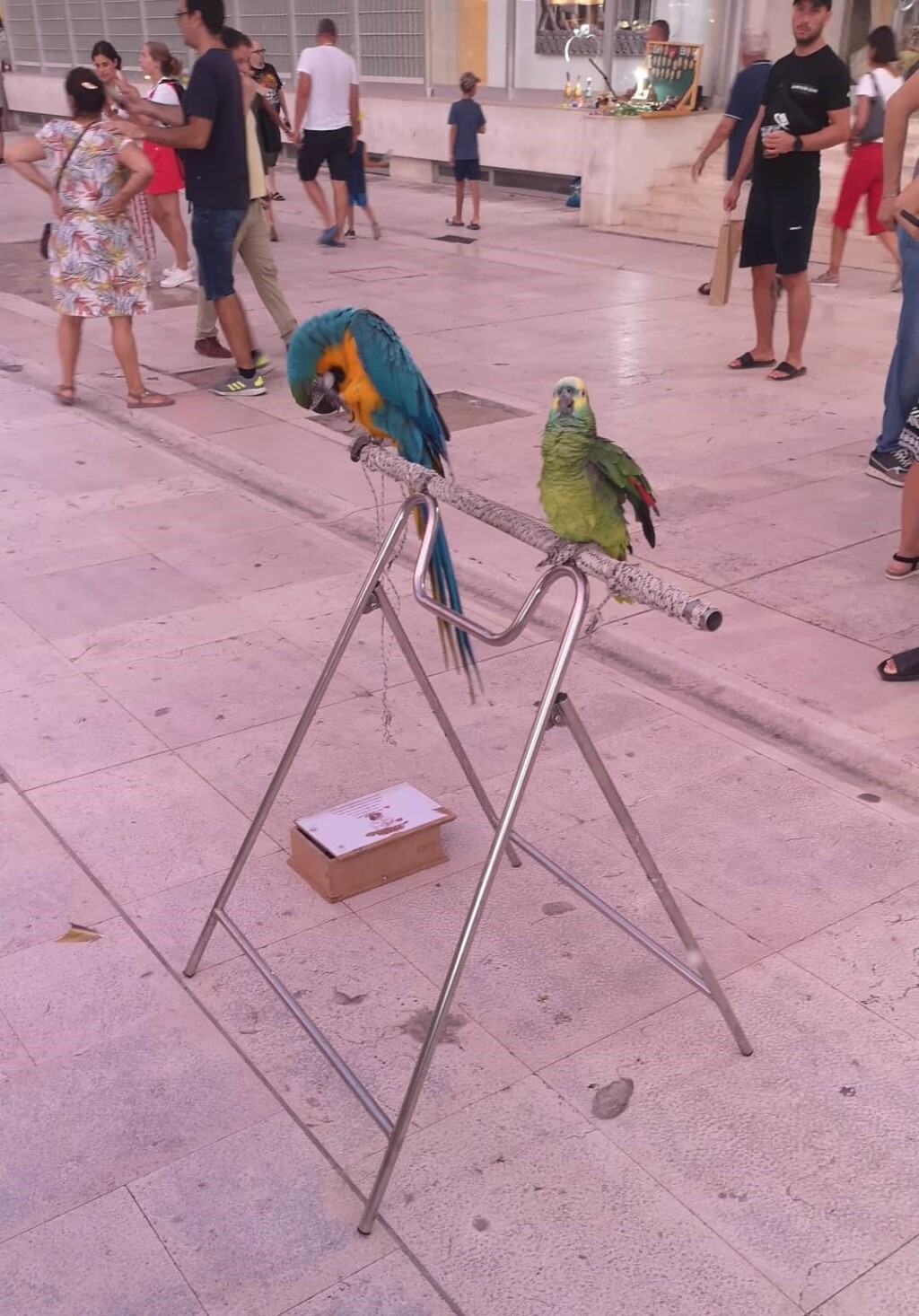 Zadar-papige-29.8.2022.-2