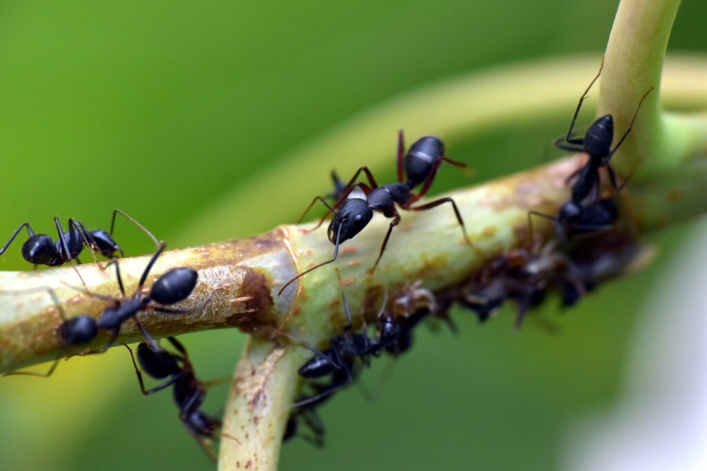 Jeste li se kad pitali koliko je mrava na Zemlji? Znanstvenici su izračunali…