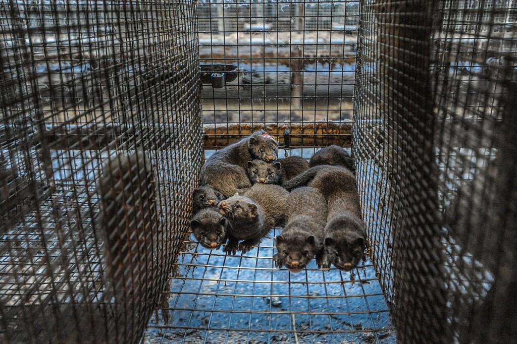 Photo Credit Jo Anne Mcarthur Makefurhistory We Animals Media