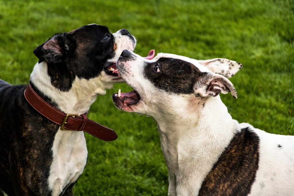 Ljubitelji životinja na Valentinovo imali ‘spojeve’ s psima iz azila