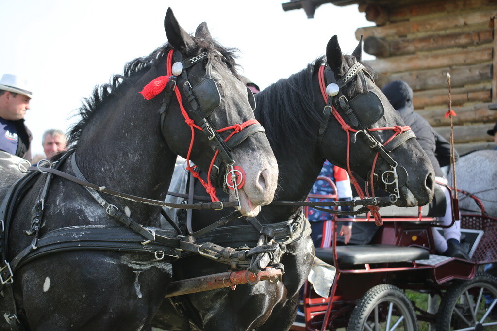 potkalnicki-konjari-12