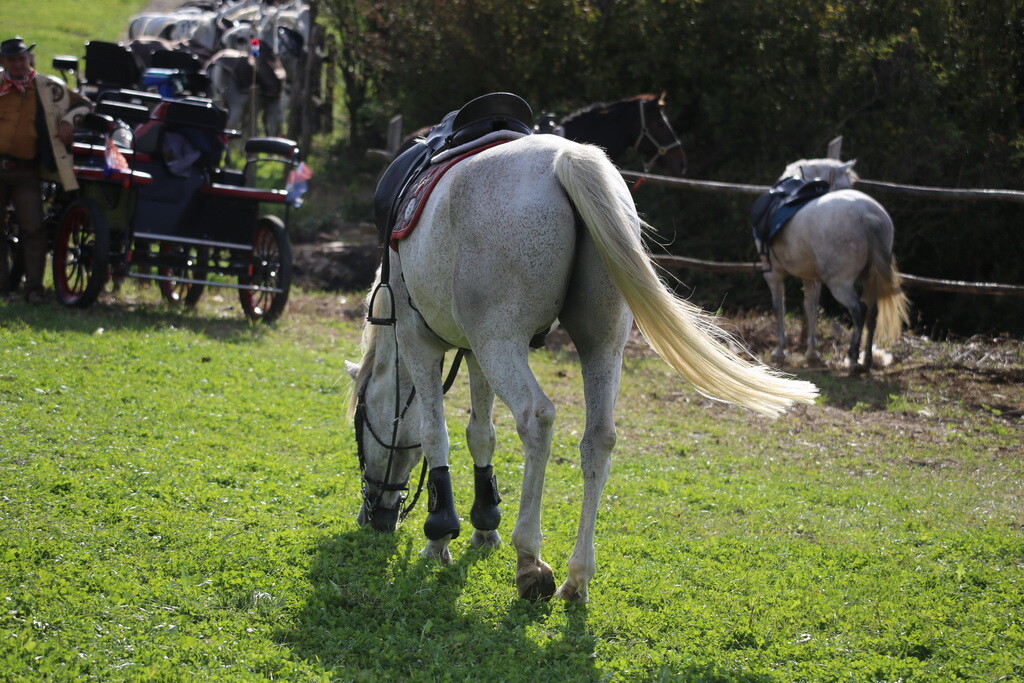 potkalnicki-konjari-38