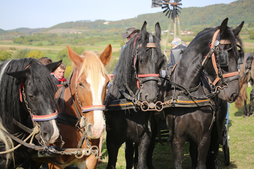 potkalnicki-konjari-42