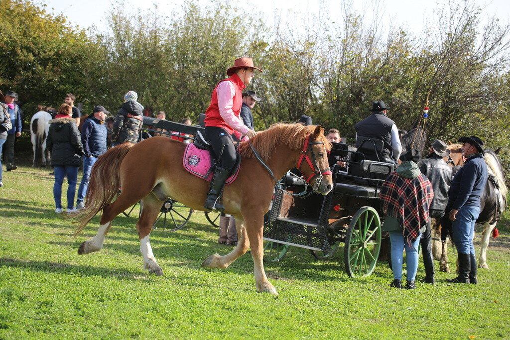 potkalnicki-konjari-45