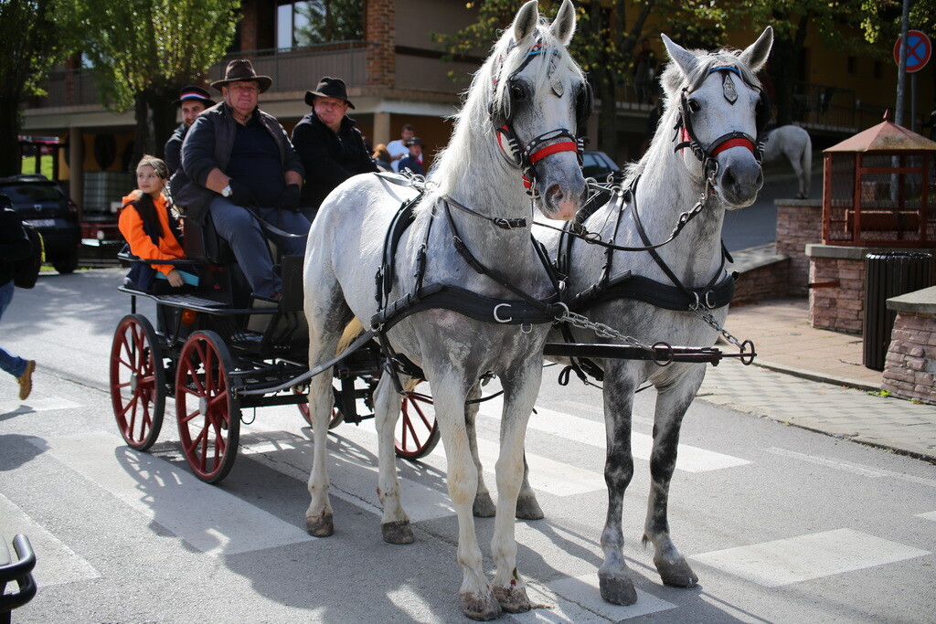 potkalnicki-konjari-79