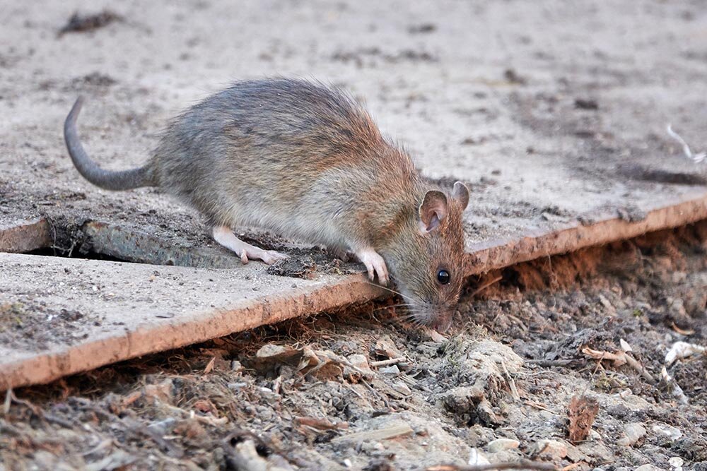 UŽAS Muškarac djetetu nudio otrov za štakore, rekao mu da su bomboni