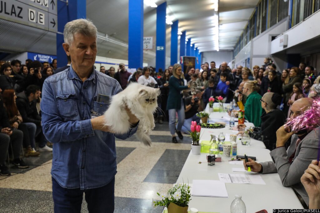 Zagreb: Međunarodna izložba mačaka završena izborom onih najljepših