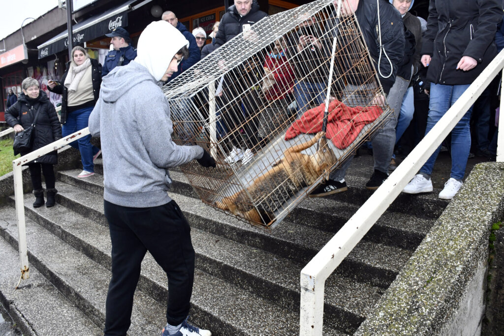 Sisak: Čagalj uletio u kafić i sakrio se u WC-u