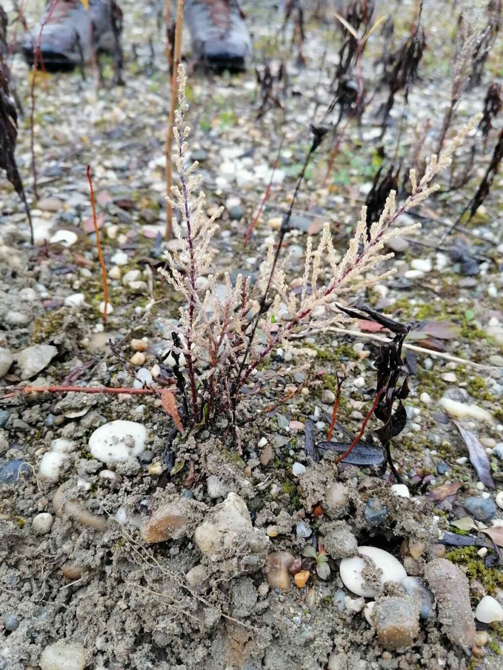 kebrac_akcija_ju_priroda_vz_zupanije_prosinac_2022 (8)