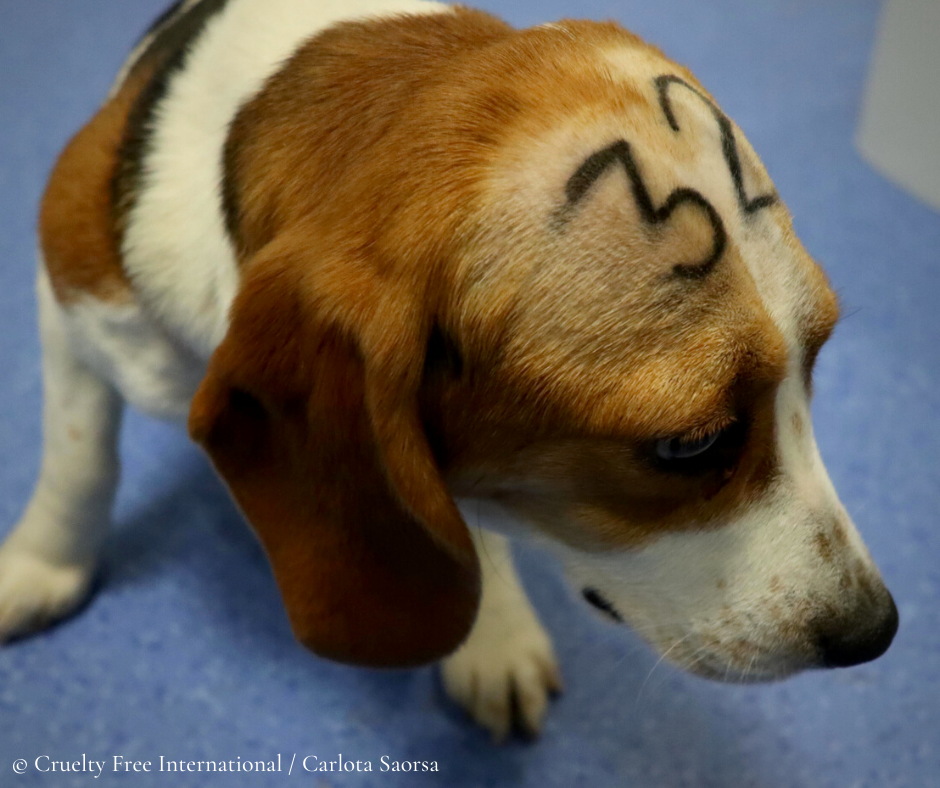 cruelty free international_carlota saorsa