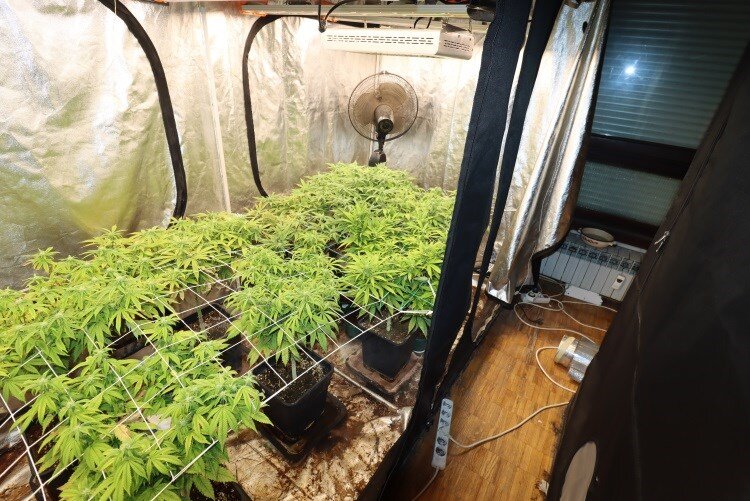 U stanu uzgajao marihuanu u improviziranom laboratoriju