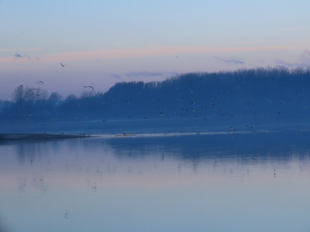 prebrojavanje_promatranje_ptica_vz_zupanija_2023 (12)