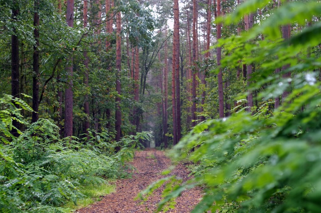 Žena posjekla i ukrala stabla Hrvatskih šuma