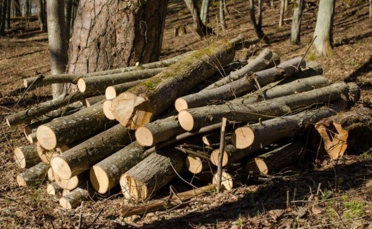 Tri godine krao drva iz šume 73-godišnjaka, posjekao 30 stabala