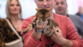 Zagreb: Međunarodna izložba mačaka