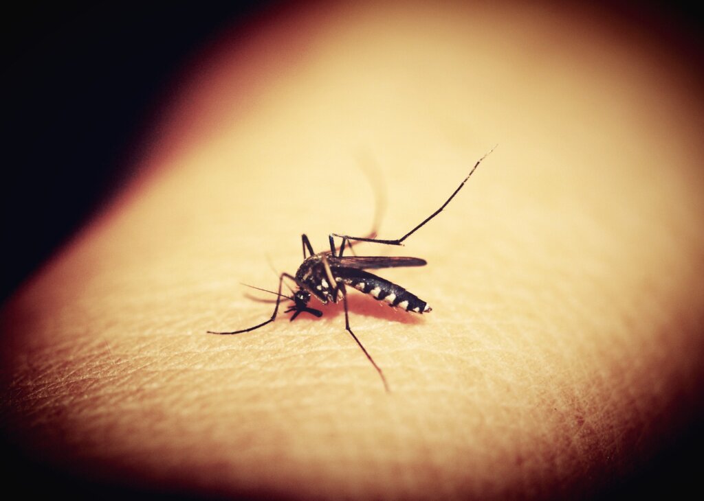 Kod Osijeka nove generacije poplavnih komaraca