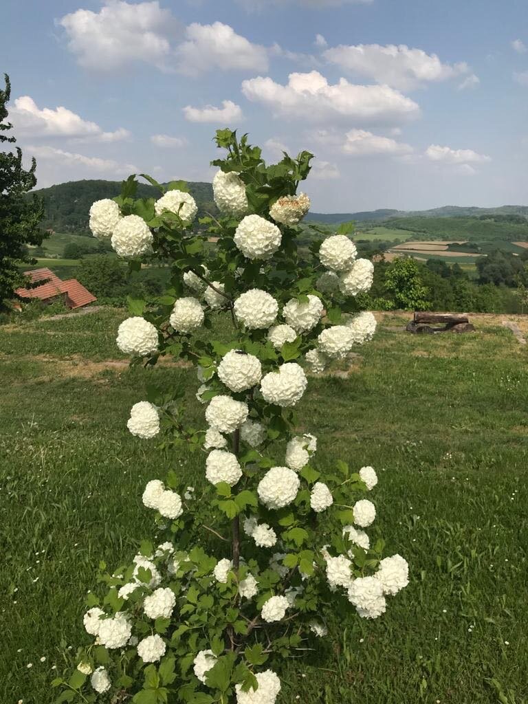 škola Osijek Vojakovacki (21)