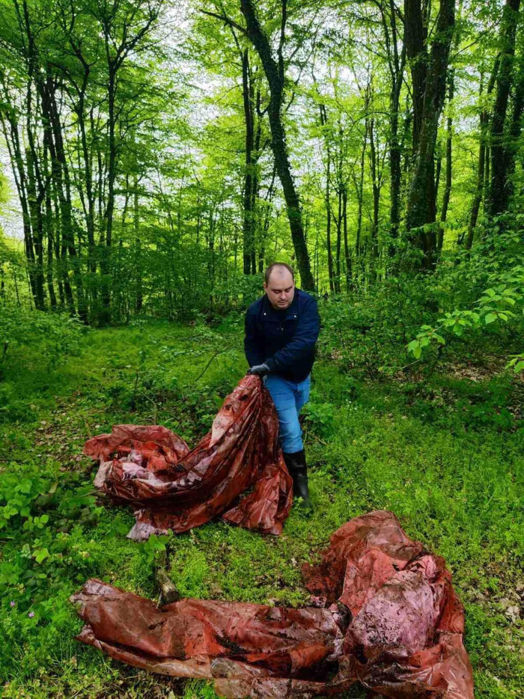 zelena čistka vrbovec (3)