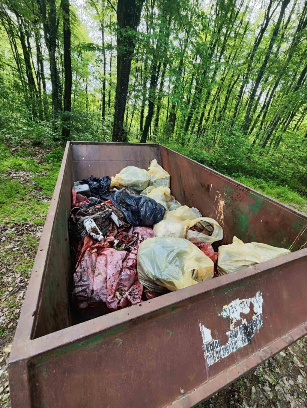 zelena čistka vrbovec (4)