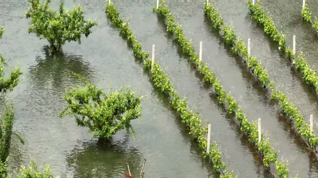 Poplavljena polja vrgoračkih jagoda, obustavljena berba