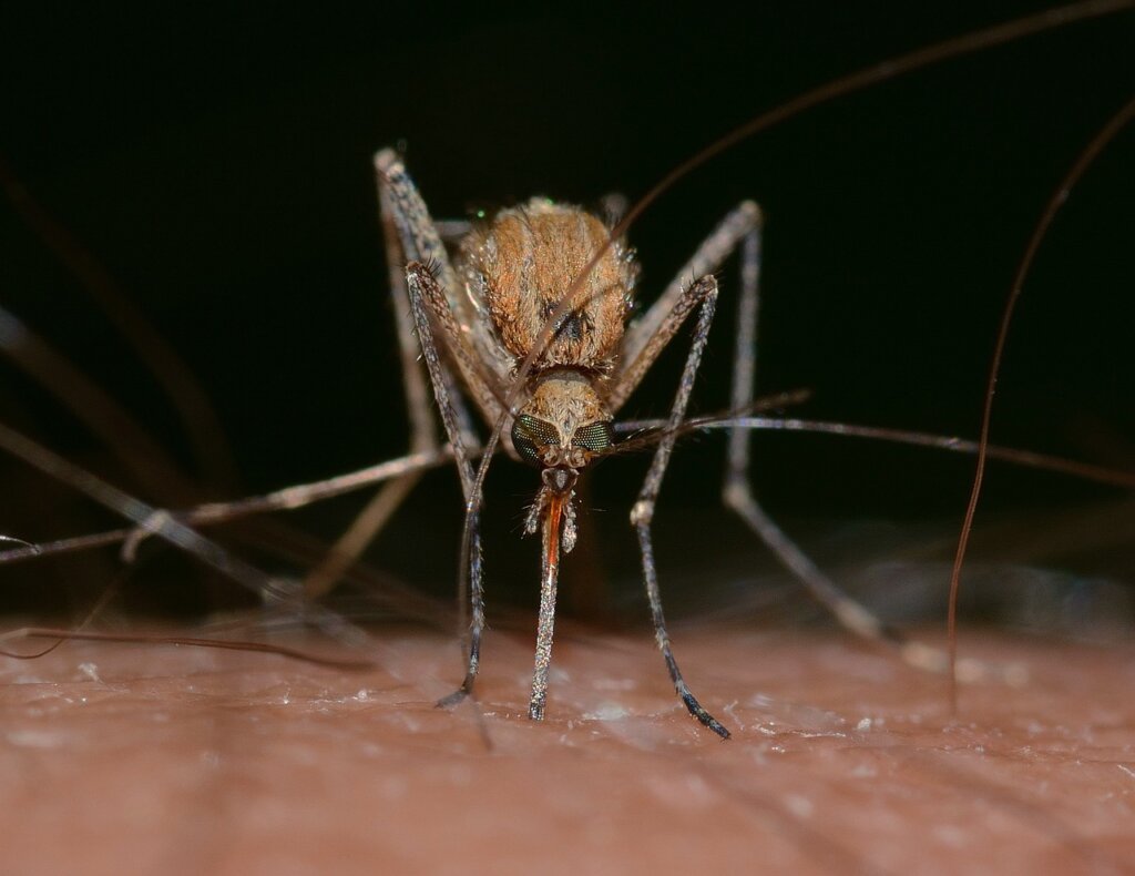 Obavijest o zaprašivanju komaraca na području Đurđevca